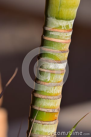Piece of bamboo reed with an unfocused background Stock Photo