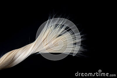 Piece of blond shiny hair texture on black. Stock Photo
