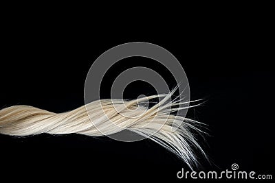 Piece of blond shiny hair texture on black. Stock Photo