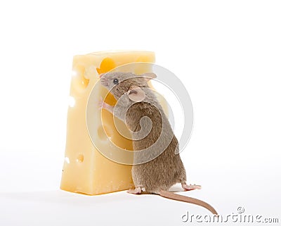 Piece of cheese Stock Photo