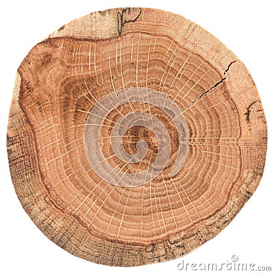 Piece of circular wood stump with cracks and growth rings. Oak tree slab texture isolated on white background Stock Photo