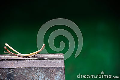 A piece of electrical wire with cut insulation Stock Photo