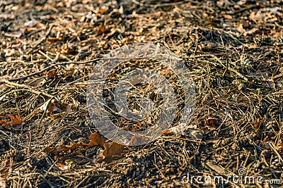 Piece of forest floor in autumnal colors from close Stock Photo