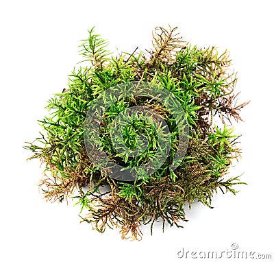 Piece of green moss Stock Photo