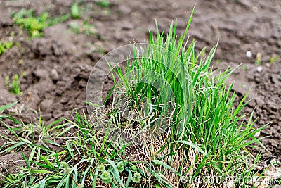 piece of wheatgrass weed with root. Stock Photo