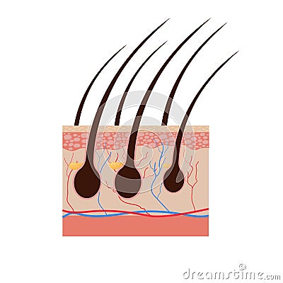 Piece of human skin and all structure of hair Cartoon Illustration