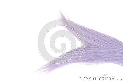 A piece of mauve color hair with split ends Stock Photo