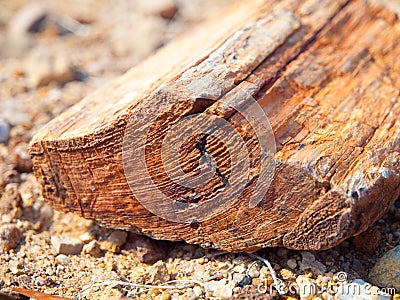 A piece of petrified wood, Petrified forest in Damaraland, Namibia, Africa Stock Photo