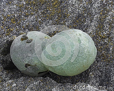 Piece of Prehnite mineral. Inosilicate of calcium and aluminium Stock Photo