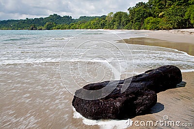 Piece of wood on the tropical beach Stock Photo