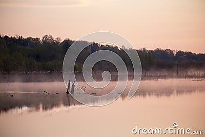 Pieces of dead trees in silhouette sticking out of marsh during an early spring colourful sunrise, with reeds and wooded cliff in Stock Photo