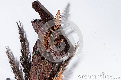 Pieces of old brown pine bark, dry leaf fern, moss, stems grass on white wooden board with shadow, top view, simple organic. Stock Photo