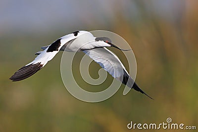 Pied Avocet flying over water Stock Photo