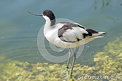 Pied Avocet - Recurvirostra avosetta Stock Photo