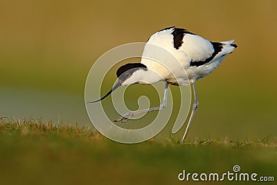 Pied Avocet, Recurvirostra avosetta, black and white in the green grass, France Stock Photo