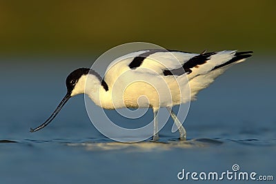 Pied Avocet, Recurvirostra avosetta, black and white wader bird in blue water, submerged head, France Stock Photo