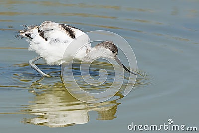 Pied avocet Stock Photo