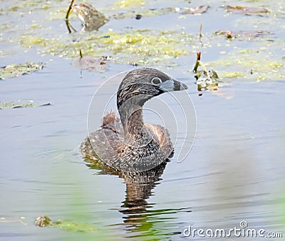 Pied Billed Grebe in NYS FingerLakes Cayuga Lake Stock Photo