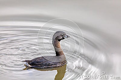 Pied-billed grebe (Podilymbus podiceps), Ecoparque Sabana, Cundinamarca department. Wildlife and birdwatching in Colombia. Stock Photo