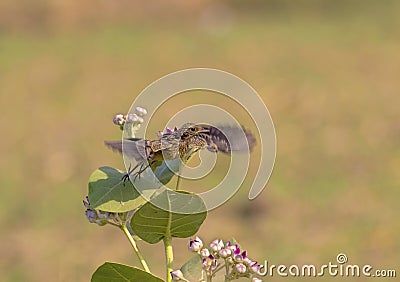 Pied bush chat taking off from flower in morning light in wildlife aerea in Punjab Pakistan Stock Photo