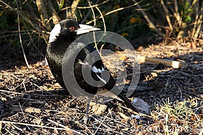 Pied Butcherbird, Gymnorhina tibicen, excels in singing, Western Australia Stock Photo