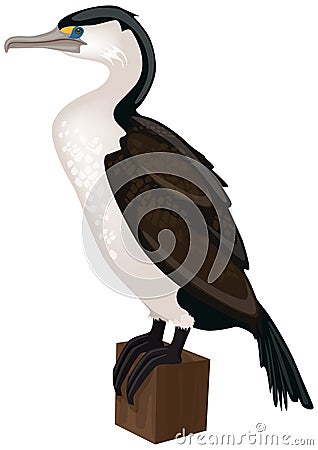 Pied cormorant vector file Vector Illustration