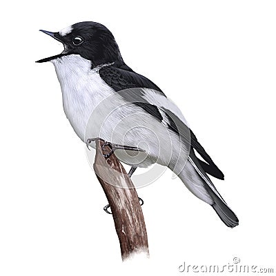 Pied Flycatcher Cartoon Illustration