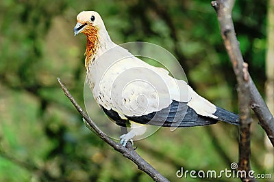 Pied Imperial Pigeon in closed-up photo with blur background Stock Photo