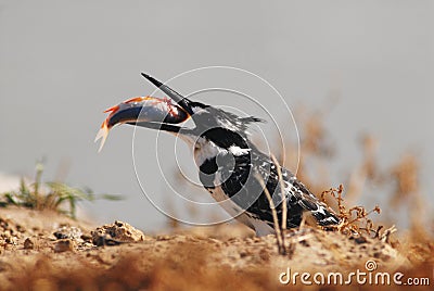 Pied Kingfisher Stock Photo