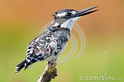 Pied Kingfisher Stock Photo