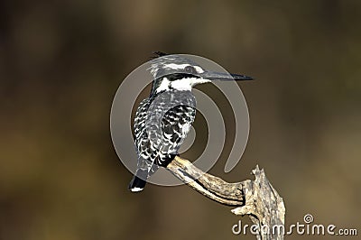 Pied Kingfisher Stock Photo