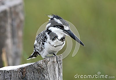 Pied Kingfisher Stock Photo