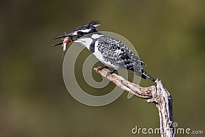 Pied Kingfisher Stock Photo