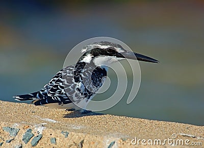 Pied Kingfisher Stock Photo