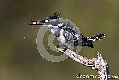 Pied Kingfisher with catch Stock Photo
