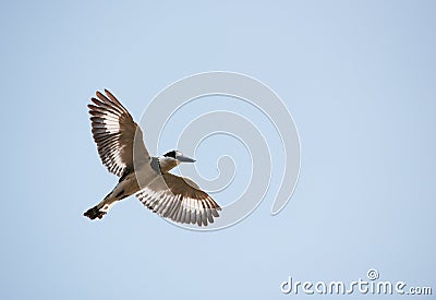 Pied Kingfisher (Ceryle rudis) Stock Photo