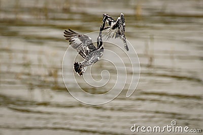 Pied Kingfisher Ceryle rudis fighting in the air, Queen Elizabeth National Park, Uganda. Stock Photo