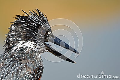 Pied kingfisher (Ceryle rudis) Stock Photo
