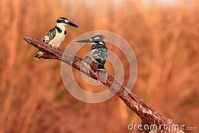The pied kingfisher ,Ceryle rudis, pair sitting on a branch at sunset light. Pair of kingfishers sitting on dry branch with Stock Photo