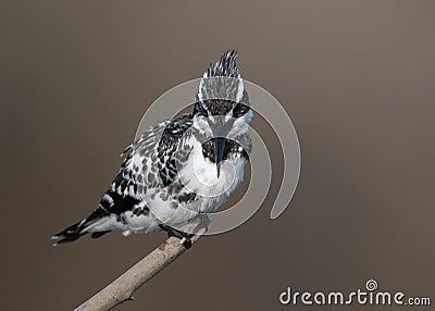 Pied Kingfisher Ceryle rudis Stock Photo