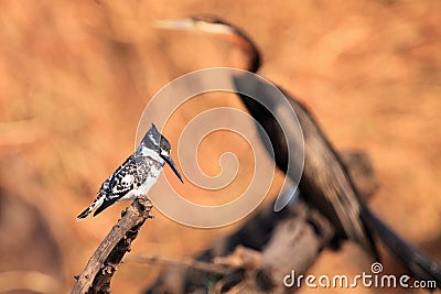 The pied kingfisher Ceryle rudis sitting on the branch with african darter as a background Stock Photo