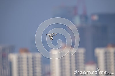 Pied Kingfisher with fish in Hong Kong Formal Name: Ceryle rudis Stock Photo