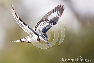 Pied kingfisher hover in flight to catch fish Stock Photo