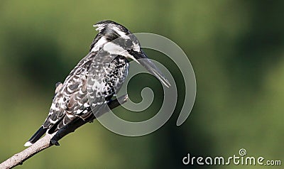 Pied Kingfisher looking for food Stock Photo