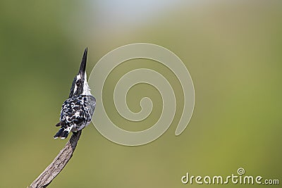 Pied kingfisher looking up Stock Photo