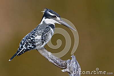 Pied Kingfisher on pirtch Stock Photo