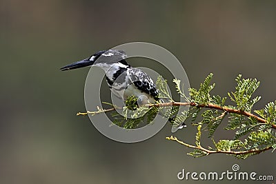 Pied kingfisher on pirtch Stock Photo