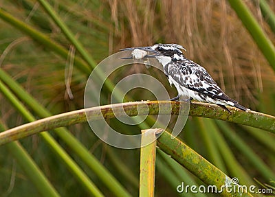 A Pied Kingfisher with itÂ´s prey Stock Photo