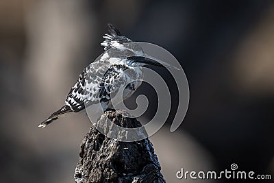 Pied kingfisher on stump with dark background Stock Photo