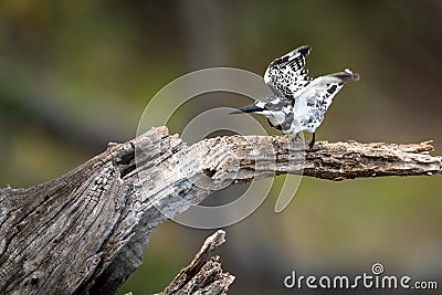 Pied kingfisher takes off from tree stump Stock Photo